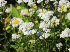 Schafgarbe 'New Vintage White' -Angebote Blumen Takt Store schafgarbe new vintage white m117783 w 2