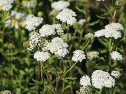 Schafgarbe 'New Vintage White' -Angebote Blumen Takt Store schafgarbe new vintage white m117783 w 3