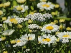 Schafgarbe 'New Vintage White' -Angebote Blumen Takt Store schafgarbe new vintage white m117783 w 4