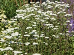 Schafgarbe 'New Vintage White' -Angebote Blumen Takt Store schafgarbe new vintage white m117783 w 5