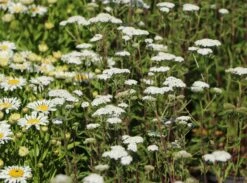 Schafgarbe 'New Vintage White' -Angebote Blumen Takt Store schafgarbe new vintage white m117783 w 7