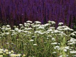 Schafgarbe 'New Vintage White' -Angebote Blumen Takt Store schafgarbe new vintage white m117783 w 8