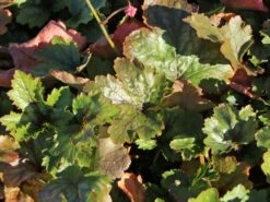 Schaumblüte 'Pink Revolution' -Angebote Blumen Takt Store schaumbluete pink revolution m122063 w 0