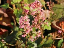 Schaumblüte 'Pink Revolution' -Angebote Blumen Takt Store schaumbluete pink revolution m122063 w 1