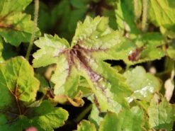 Schaumblüte 'Pink Revolution' -Angebote Blumen Takt Store schaumbluete pink revolution m122063 w 2