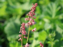 Schaumblüte 'Pink Revolution' -Angebote Blumen Takt Store schaumbluete pink revolution m122063 w 4