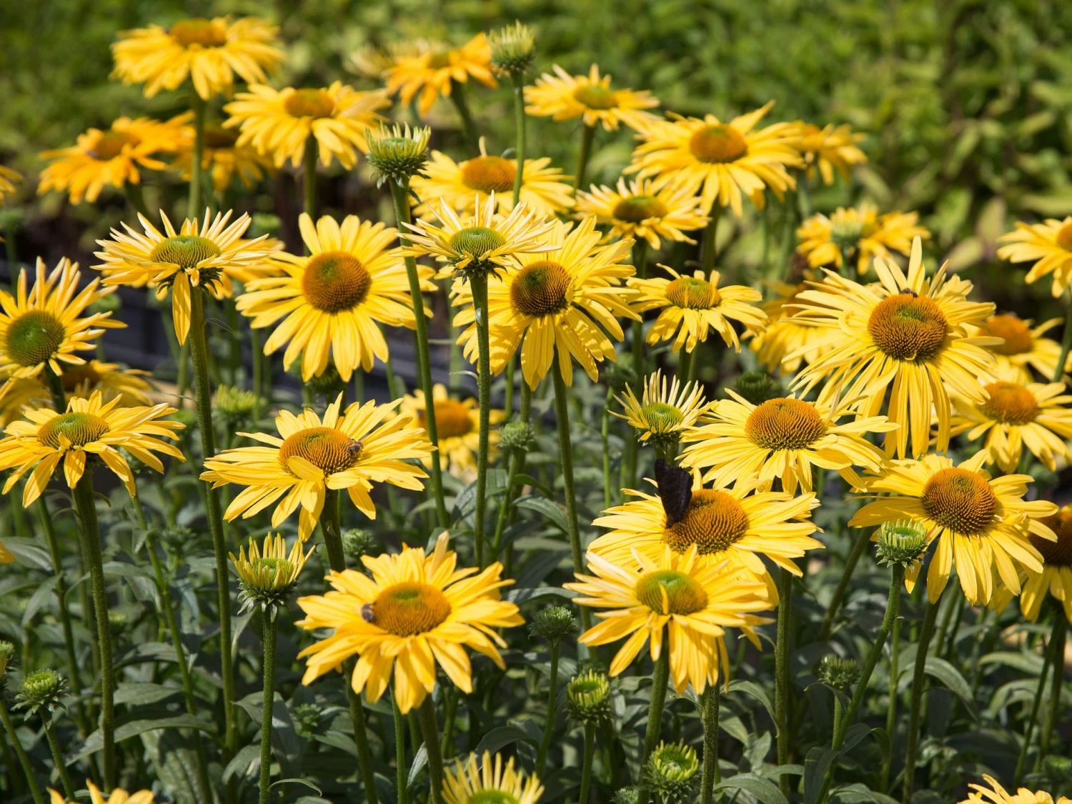 Scheinsonnenhut 'Daydream' 3 Scheinsonnenhut 'Daydream'