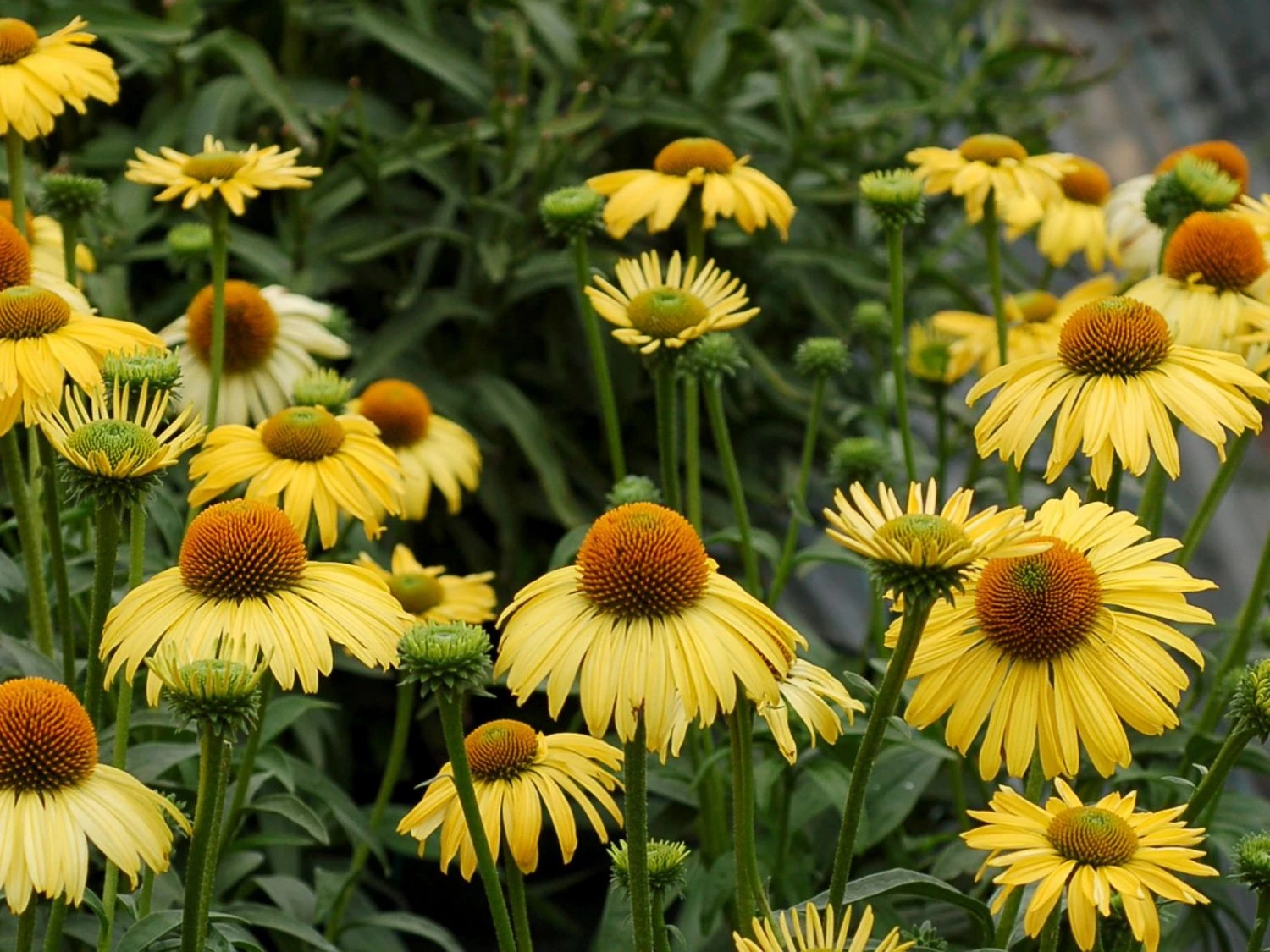 Scheinsonnenhut 'Daydream' 7 Scheinsonnenhut 'Daydream' – Bild 5