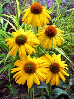 Scheinsonnenhut 'Daydream' 13 Scheinsonnenhut 'Daydream' -Angebote Blumen Takt Store scheinsonnenhut daydream m062079 w 1