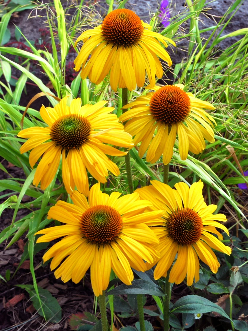 Scheinsonnenhut 'Daydream' 8 Scheinsonnenhut 'Daydream' – Bild 6