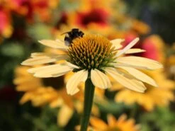 Scheinsonnenhut 'Daydream' 10 Scheinsonnenhut 'Daydream' -Angebote Blumen Takt Store scheinsonnenhut daydream m062079 w 2