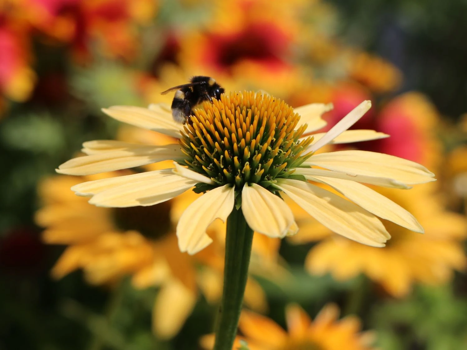 Scheinsonnenhut 'Daydream' 5 Scheinsonnenhut 'Daydream' – Bild 3