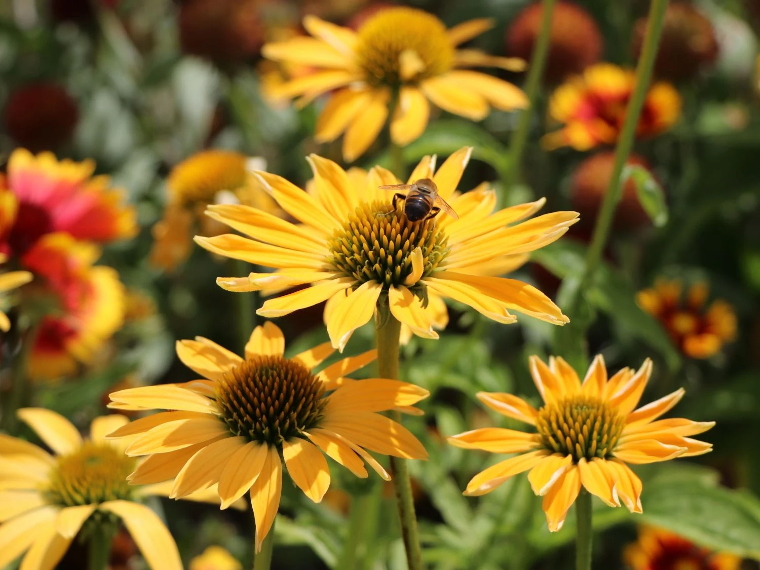 Scheinsonnenhut 'Daydream' 4 Scheinsonnenhut 'Daydream' – Bild 2