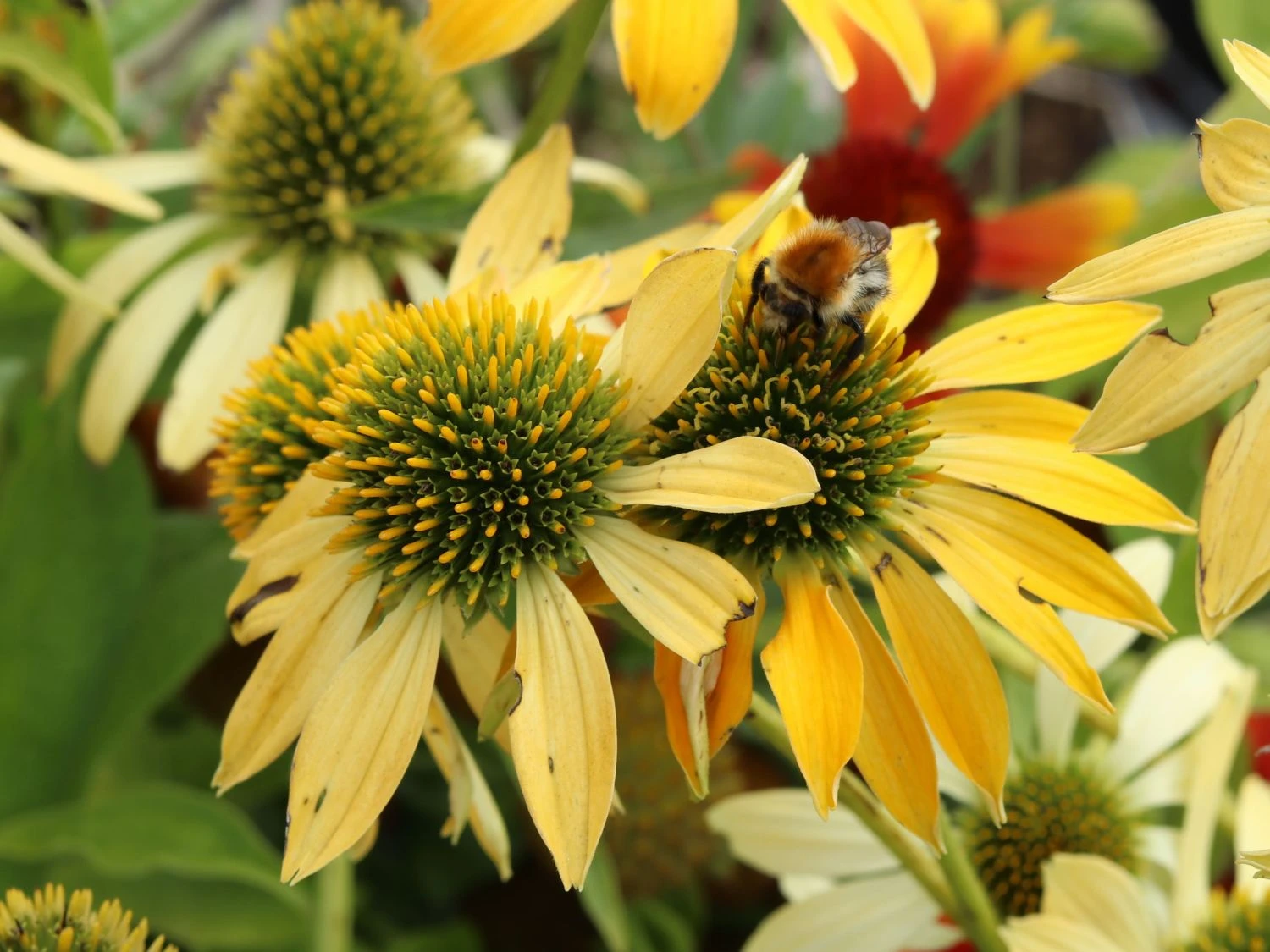 Scheinsonnenhut 'Daydream' 6 Scheinsonnenhut 'Daydream' – Bild 4