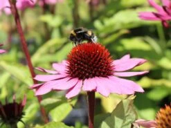 Scheinsonnenhut 'Feeling Pink' -Angebote Blumen Takt Store scheinsonnenhut feeling pink m121519 w 1