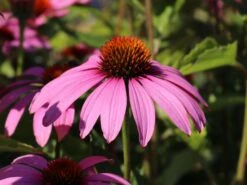 Scheinsonnenhut 'Feeling Pink' -Angebote Blumen Takt Store scheinsonnenhut feeling pink m121519 w 2