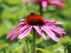 Scheinsonnenhut 'Feeling Pink' -Angebote Blumen Takt Store scheinsonnenhut feeling pink m121519 w 3