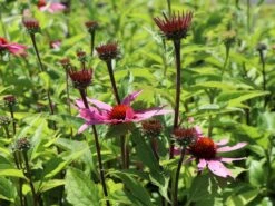 Scheinsonnenhut 'Feeling Pink' -Angebote Blumen Takt Store scheinsonnenhut feeling pink m121519 w 4