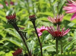 Scheinsonnenhut 'Feeling Pink' -Angebote Blumen Takt Store scheinsonnenhut feeling pink m121519 w 5