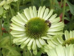 Scheinsonnenhut 'Green Jewel' -Angebote Blumen Takt Store scheinsonnenhut green jewel m058425 w 0