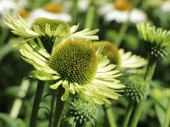 Scheinsonnenhut 'Green Jewel' -Angebote Blumen Takt Store scheinsonnenhut green jewel m058425 w 1