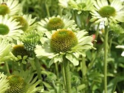 Scheinsonnenhut 'Green Jewel' -Angebote Blumen Takt Store scheinsonnenhut green jewel m058425 w 2