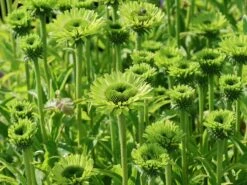 Scheinsonnenhut 'Green Jewel' -Angebote Blumen Takt Store scheinsonnenhut green jewel m058425 w 3