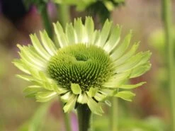 Scheinsonnenhut 'Green Jewel' -Angebote Blumen Takt Store scheinsonnenhut green jewel m058425 w 4