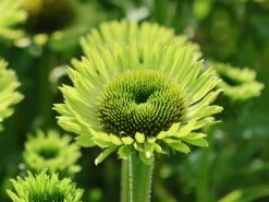 Scheinsonnenhut 'Green Jewel' -Angebote Blumen Takt Store scheinsonnenhut green jewel m058425 w 5