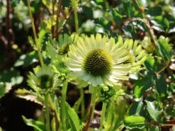 Scheinsonnenhut 'Green Jewel' -Angebote Blumen Takt Store scheinsonnenhut green jewel m058425 w 6