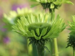 Scheinsonnenhut 'Green Jewel' -Angebote Blumen Takt Store scheinsonnenhut green jewel m058425 w 7