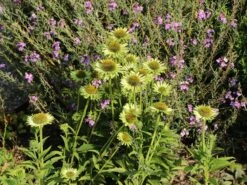 Scheinsonnenhut 'Green Jewel' -Angebote Blumen Takt Store scheinsonnenhut green jewel m058425 w 8