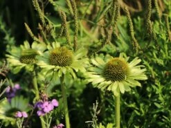 Scheinsonnenhut 'Green Jewel' -Angebote Blumen Takt Store scheinsonnenhut green jewel m058425 w 9