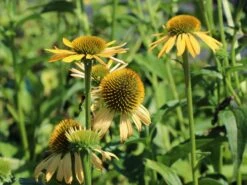 Purpur-Sonnenhut / Roter Scheinsonnenhut 'Harvest Moon' 10 Purpur-Sonnenhut / Roter Scheinsonnenhut 'Harvest Moon' -Angebote Blumen Takt Store scheinsonnenhut harvest moon m079833 w 0