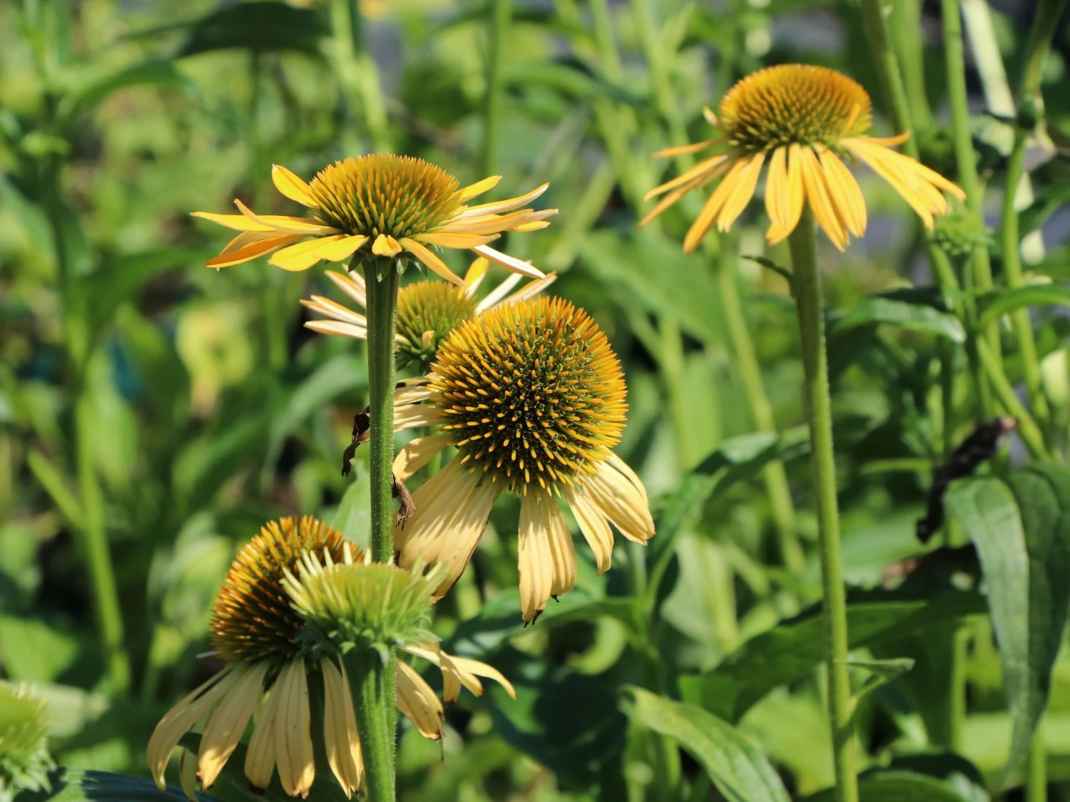 Purpur-Sonnenhut / Roter Scheinsonnenhut 'Harvest Moon' 5 Purpur-Sonnenhut / Roter Scheinsonnenhut 'Harvest Moon' – Bild 3