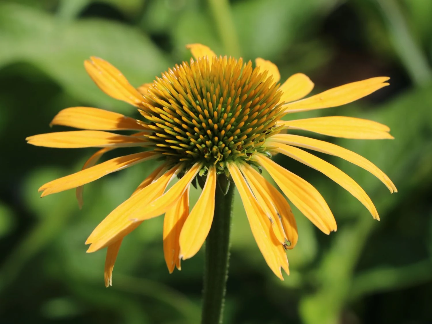 Purpur-Sonnenhut / Roter Scheinsonnenhut 'Harvest Moon' 7 Purpur-Sonnenhut / Roter Scheinsonnenhut 'Harvest Moon' – Bild 5