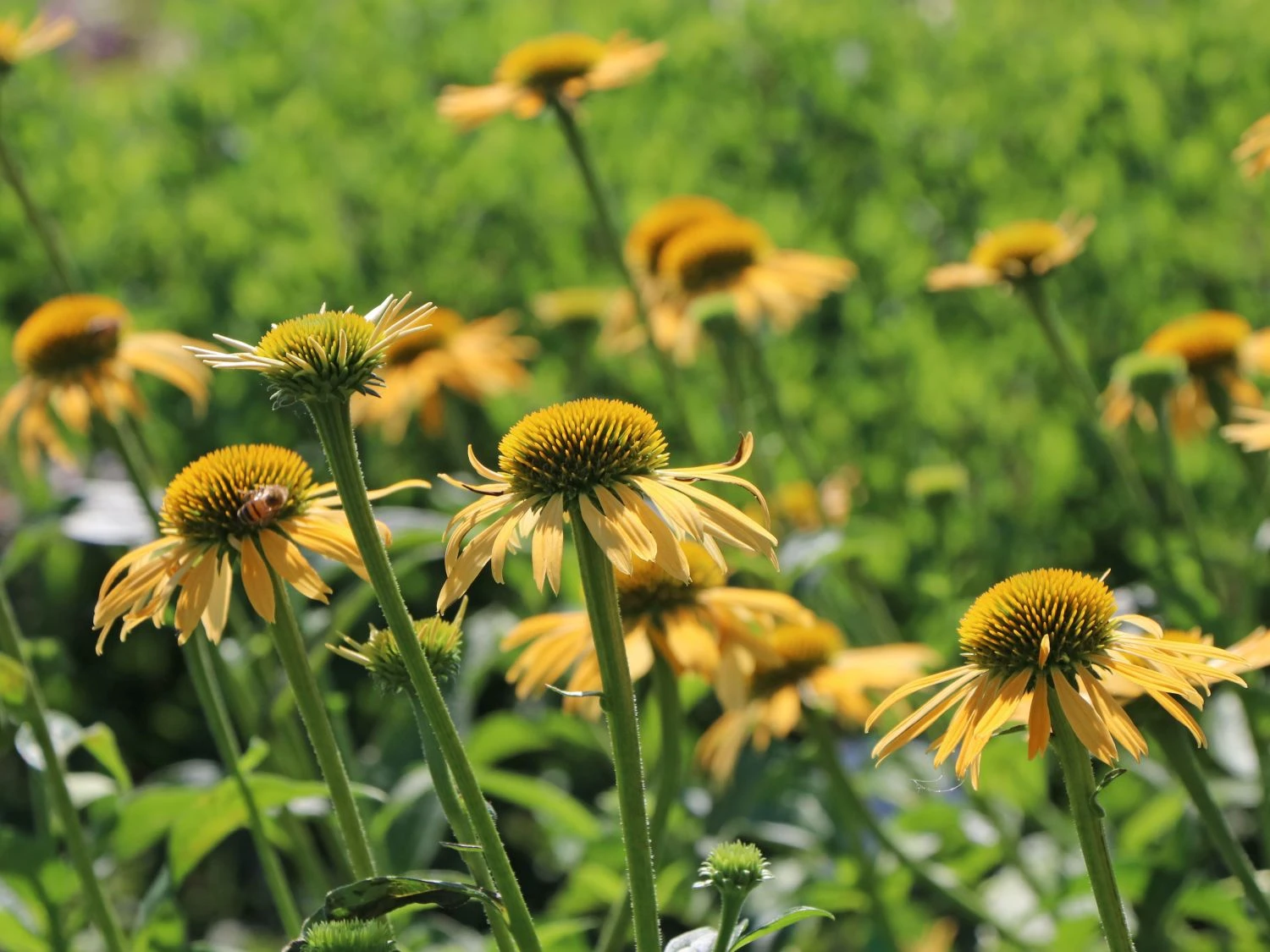 Purpur-Sonnenhut / Roter Scheinsonnenhut 'Harvest Moon' 6 Purpur-Sonnenhut / Roter Scheinsonnenhut 'Harvest Moon' – Bild 4