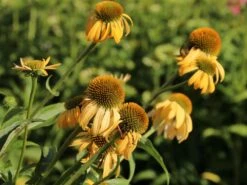 Purpur-Sonnenhut / Roter Scheinsonnenhut 'Harvest Moon' 9 Purpur-Sonnenhut / Roter Scheinsonnenhut 'Harvest Moon' -Angebote Blumen Takt Store scheinsonnenhut harvest moon m079833 w 3