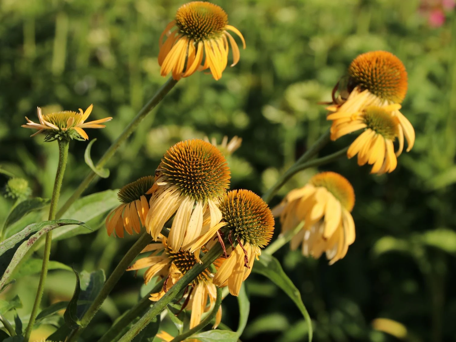 Purpur-Sonnenhut / Roter Scheinsonnenhut 'Harvest Moon' 4 Purpur-Sonnenhut / Roter Scheinsonnenhut 'Harvest Moon' – Bild 2