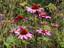 Scheinsonnenhut 'Little Magnus' ® -Angebote Blumen Takt Store scheinsonnenhut little magnus m088060 w 1