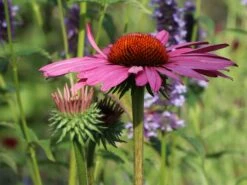 Scheinsonnenhut 'Little Magnus' ® -Angebote Blumen Takt Store scheinsonnenhut little magnus m088060 w 2