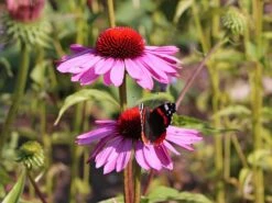 Scheinsonnenhut 'Little Magnus' ® -Angebote Blumen Takt Store scheinsonnenhut little magnus m088060 w 3