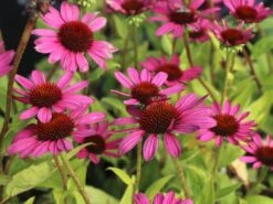 Scheinsonnenhut 'Little Magnus' ® -Angebote Blumen Takt Store scheinsonnenhut little magnus m088060 w 4