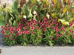 Scheinsonnenhut 'Little Magnus' ® -Angebote Blumen Takt Store scheinsonnenhut little magnus m088060 w 5