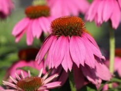 Scheinsonnenhut 'Mistral'® -Angebote Blumen Takt Store scheinsonnenhut mistral m062092 w 0