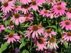 Scheinsonnenhut 'Mistral'® -Angebote Blumen Takt Store scheinsonnenhut mistral m062092 w 1