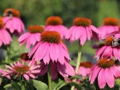 Scheinsonnenhut 'Mistral'® -Angebote Blumen Takt Store scheinsonnenhut mistral m062092 w 10