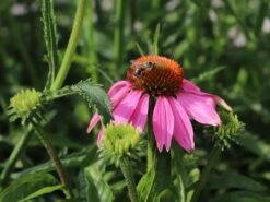 Scheinsonnenhut 'Mistral'® -Angebote Blumen Takt Store scheinsonnenhut mistral m062092 w 2