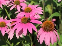 Scheinsonnenhut 'Mistral'® -Angebote Blumen Takt Store scheinsonnenhut mistral m062092 w 4