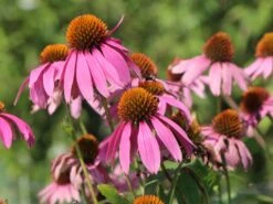 Scheinsonnenhut 'Mistral'® -Angebote Blumen Takt Store scheinsonnenhut mistral m062092 w 5